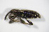  ( - BFB_Col_FK_7496)  @11 [ ] CreativeCommons - Attribution Non-Commercial Share-Alike (2015) Unspecified SNSB, Zoologische Staatssammlung Muenchen