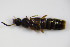  ( - BFB_Col_FK_8027)  @11 [ ] CreativeCommons - Attribution Non-Commercial Share-Alike (2015) Unspecified SNSB, Zoologische Staatssammlung Muenchen