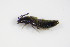  ( - BFB_Col_FK_8075)  @11 [ ] CreativeCommons - Attribution Non-Commercial Share-Alike (2015) Unspecified SNSB, Zoologische Staatssammlung Muenchen