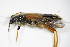  ( - BFB_Col_FK_9329)  @12 [ ] CreativeCommons - Attribution Non-Commercial Share-Alike (2015) Unspecified SNSB, Zoologische Staatssammlung Muenchen