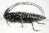  ( - BFB_Col_FK_9331)  @13 [ ] CreativeCommons - Attribution Non-Commercial Share-Alike (2015) Unspecified SNSB, Zoologische Staatssammlung Muenchen