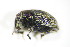  (Mogulones geographicus - BFB_Col_FK_9338)  @13 [ ] CreativeCommons - Attribution Non-Commercial Share-Alike (2015) Unspecified SNSB, Zoologische Staatssammlung Muenchen