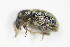  ( - BFB_Col_FK_9346)  @13 [ ] CreativeCommons - Attribution Non-Commercial Share-Alike (2015) Unspecified SNSB, Zoologische Staatssammlung Muenchen