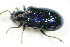  ( - BFB_Col_FK_9350)  @13 [ ] CreativeCommons - Attribution Non-Commercial Share-Alike (2015) Unspecified SNSB, Zoologische Staatssammlung Muenchen