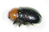  ( - BFB_Col_FK_9352)  @13 [ ] CreativeCommons - Attribution Non-Commercial Share-Alike (2015) Unspecified SNSB, Zoologische Staatssammlung Muenchen
