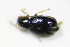  ( - BFB_Col_FK_9377)  @12 [ ] CreativeCommons - Attribution Non-Commercial Share-Alike (2015) Unspecified SNSB, Zoologische Staatssammlung Muenchen