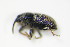  ( - BFB_Col_FK_9389)  @12 [ ] CreativeCommons - Attribution Non-Commercial Share-Alike (2015) Unspecified SNSB, Zoologische Staatssammlung Muenchen