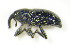  (Baris artemisiae - BFB_Col_FK_9405)  @13 [ ] CreativeCommons - Attribution Non-Commercial Share-Alike (2015) Unspecified SNSB, Zoologische Staatssammlung Muenchen