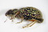  ( - BFB_Col_FK_9410)  @11 [ ] CreativeCommons - Attribution Non-Commercial Share-Alike (2015) Unspecified SNSB, Zoologische Staatssammlung Muenchen