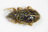  (Ellescus scanicus - BFB_Col_FK_9415)  @13 [ ] CreativeCommons - Attribution Non-Commercial Share-Alike (2015) Unspecified SNSB, Zoologische Staatssammlung Muenchen