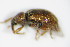  ( - BFB_Col_FK_9416)  @12 [ ] CreativeCommons - Attribution Non-Commercial Share-Alike (2015) Unspecified SNSB, Zoologische Staatssammlung Muenchen