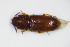  ( - BFB_Col_FK_9421)  @14 [ ] CreativeCommons - Attribution Non-Commercial Share-Alike (2015) Unspecified SNSB, Zoologische Staatssammlung Muenchen