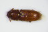  ( - BFB_Col_FK_9422)  @13 [ ] CreativeCommons - Attribution Non-Commercial Share-Alike (2015) Unspecified SNSB, Zoologische Staatssammlung Muenchen