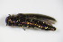  ( - BFB_Col_FK_9424)  @11 [ ] CreativeCommons - Attribution Non-Commercial Share-Alike (2015) Unspecified SNSB, Zoologische Staatssammlung Muenchen