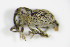 ( - BFB_Col_FK_9430)  @11 [ ] CreativeCommons - Attribution Non-Commercial Share-Alike (2015) Unspecified SNSB, Zoologische Staatssammlung Muenchen