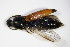  ( - BFB_Col_FK_9438)  @12 [ ] CreativeCommons - Attribution Non-Commercial Share-Alike (2015) Unspecified SNSB, Zoologische Staatssammlung Muenchen