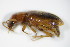  ( - BFB_Col_FK_9456)  @12 [ ] CreativeCommons - Attribution Non-Commercial Share-Alike (2015) Unspecified SNSB, Zoologische Staatssammlung Muenchen