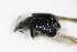  ( - BFB_Col_FK_9459)  @12 [ ] CreativeCommons - Attribution Non-Commercial Share-Alike (2015) Unspecified SNSB, Zoologische Staatssammlung Muenchen