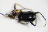  ( - BFB_Col_FK_9474)  @12 [ ] CreativeCommons - Attribution Non-Commercial Share-Alike (2015) Unspecified SNSB, Zoologische Staatssammlung Muenchen