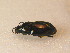 ( - BFB_Col_FK_9504)  @12 [ ] CreativeCommons - Attribution Non-Commercial Share-Alike (2015) Unspecified SNSB, Zoologische Staatssammlung Muenchen