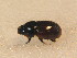  ( - BFB_Col_FK_9538)  @11 [ ] CreativeCommons - Attribution Non-Commercial Share-Alike (2015) Unspecified SNSB, Zoologische Staatssammlung Muenchen
