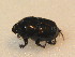  ( - BFB_Col_FK_9544)  @12 [ ] CreativeCommons - Attribution Non-Commercial Share-Alike (2015) Unspecified SNSB, Zoologische Staatssammlung Muenchen