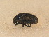  ( - BFB_Col_FK_9547)  @13 [ ] CreativeCommons - Attribution Non-Commercial Share-Alike (2015) Unspecified SNSB, Zoologische Staatssammlung Muenchen