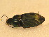  ( - BFB_Col_FK_9550)  @12 [ ] CreativeCommons - Attribution Non-Commercial Share-Alike (2015) Unspecified SNSB, Zoologische Staatssammlung Muenchen