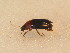  ( - BFB_Col_FK_9551)  @11 [ ] CreativeCommons - Attribution Non-Commercial Share-Alike (2015) Unspecified SNSB, Zoologische Staatssammlung Muenchen