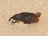  ( - BFB_Col_FK_9570)  @11 [ ] CreativeCommons - Attribution Non-Commercial Share-Alike (2015) Unspecified SNSB, Zoologische Staatssammlung Muenchen
