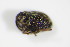  ( - BFB_Col_FK_9599)  @12 [ ] CreativeCommons - Attribution Non-Commercial Share-Alike (2015) Unspecified SNSB, Zoologische Staatssammlung Muenchen