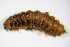  ( - BFB_Col_FK_9603)  @11 [ ] CreativeCommons - Attribution Non-Commercial Share-Alike (2015) Unspecified SNSB, Zoologische Staatssammlung Muenchen