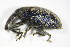  ( - BFB_Col_FK_9607)  @11 [ ] CreativeCommons - Attribution Non-Commercial Share-Alike (2015) Unspecified SNSB, Zoologische Staatssammlung Muenchen