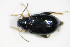  (Psylliodes laticollis - BFB_Col_FK_9610)  @11 [ ] CreativeCommons - Attribution Non-Commercial Share-Alike (2015) Unspecified SNSB, Zoologische Staatssammlung Muenchen