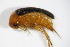 (Mordellochroa milleri - BFB_Col_FK_9615)  @13 [ ] CreativeCommons - Attribution Non-Commercial Share-Alike (2015) Unspecified SNSB, Zoologische Staatssammlung Muenchen