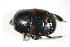  ( - BFB_Col_FK_9618)  @11 [ ] CreativeCommons - Attribution Non-Commercial Share-Alike (2015) Unspecified SNSB, Zoologische Staatssammlung Muenchen