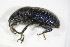  ( - BFB_Col_FK_9645)  @14 [ ] CreativeCommons - Attribution Non-Commercial Share-Alike (2015) Unspecified SNSB, Zoologische Staatssammlung Muenchen