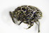  ( - BFB_Col_FK_9662)  @13 [ ] CreativeCommons - Attribution Non-Commercial Share-Alike (2015) Unspecified SNSB, Zoologische Staatssammlung Muenchen