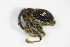  ( - BFB_Col_FK_9666)  @12 [ ] CreativeCommons - Attribution Non-Commercial Share-Alike (2015) Unspecified SNSB, Zoologische Staatssammlung Muenchen