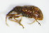  ( - BFB_Col_FK_9681)  @12 [ ] CreativeCommons - Attribution Non-Commercial Share-Alike (2015) Unspecified SNSB, Zoologische Staatssammlung Muenchen