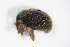  ( - BFB_Col_FK_9682)  @12 [ ] CreativeCommons - Attribution Non-Commercial Share-Alike (2015) Unspecified SNSB, Zoologische Staatssammlung Muenchen