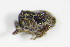  (Thamiocolus pubicollis - BFB_Col_FK_9687)  @13 [ ] CreativeCommons - Attribution Non-Commercial Share-Alike (2015) Unspecified SNSB, Zoologische Staatssammlung Muenchen