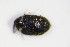  ( - BFB_Col_FK_9688)  @13 [ ] CreativeCommons - Attribution Non-Commercial Share-Alike (2015) Unspecified SNSB, Zoologische Staatssammlung Muenchen