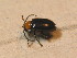  ( - BFB_Col_FK_9705)  @12 [ ] CreativeCommons - Attribution Non-Commercial Share-Alike (2015) Unspecified SNSB, Zoologische Staatssammlung Muenchen