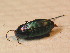  ( - BFB_Col_FK_9712)  @13 [ ] CreativeCommons - Attribution Non-Commercial Share-Alike (2015) Unspecified SNSB, Zoologische Staatssammlung Muenchen
