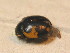  ( - BFB_Col_FK_9741)  @13 [ ] CreativeCommons - Attribution Non-Commercial Share-Alike (2015) Unspecified SNSB, Zoologische Staatssammlung Muenchen