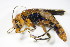  ( - BFB_Col_FK_9883)  @12 [ ] CreativeCommons - Attribution Non-Commercial Share-Alike (2015) Unspecified SNSB, Zoologische Staatssammlung Muenchen