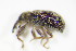  ( - BFB_Col_FK_9895)  @12 [ ] CreativeCommons - Attribution Non-Commercial Share-Alike (2015) Unspecified SNSB, Zoologische Staatssammlung Muenchen
