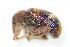  ( - BFB_Col_FK_9927)  @13 [ ] CreativeCommons - Attribution Non-Commercial Share-Alike (2015) Unspecified SNSB, Zoologische Staatssammlung Muenchen