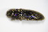  ( - BFB_Col_FK_9932)  @13 [ ] CreativeCommons - Attribution Non-Commercial Share-Alike (2015) Unspecified SNSB, Zoologische Staatssammlung Muenchen